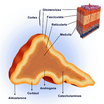 Pineal clip image004.gif