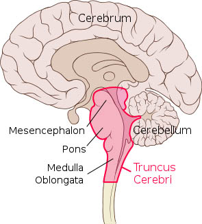 Mozkovy kmen.jpg
