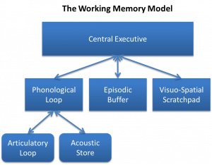 Baddeley and Hitch's Working Memory Model.png