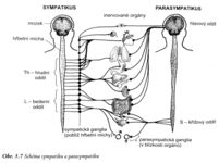 Schéma sympatikus a parasympatikus.jpeg